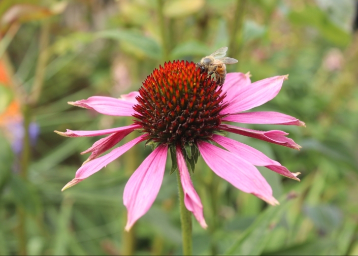 Honeybee On echinacea