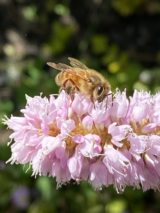 Honeybee on knotweed