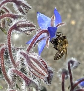 Honeybee On borage