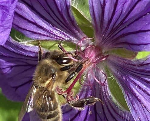 Honeybee on geranium