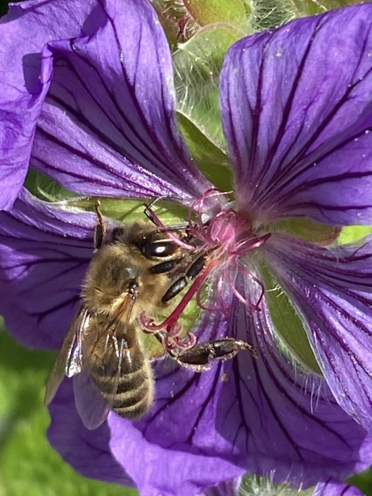 Honeybee on geranium