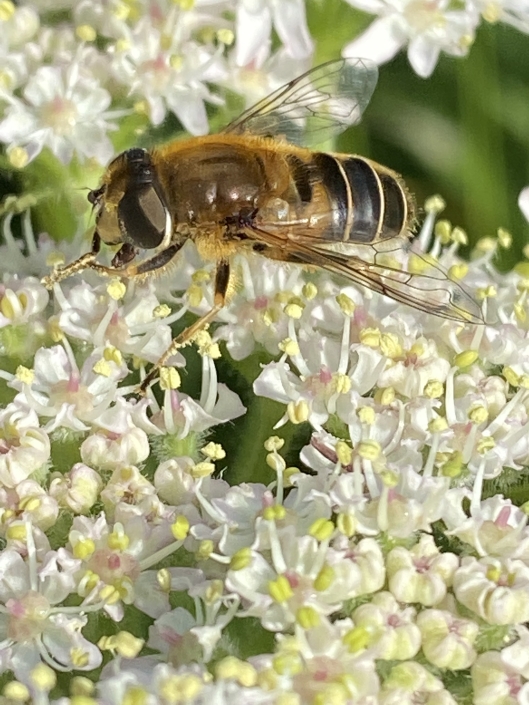 Honeybee on May