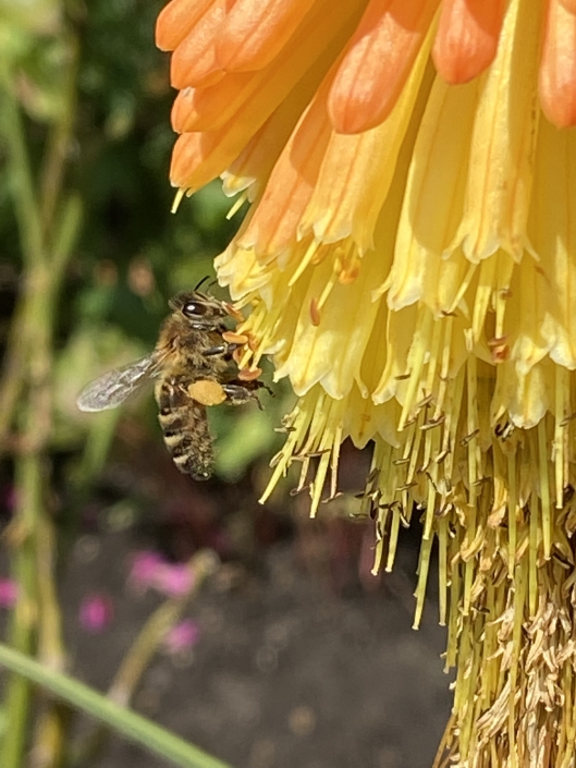 Honeybee on Red hot poker