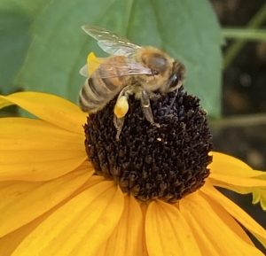 Honeybee On flower