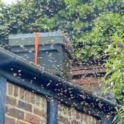 Swarm arriving at bait hive