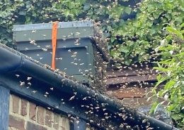Swarm arriving at bait hive