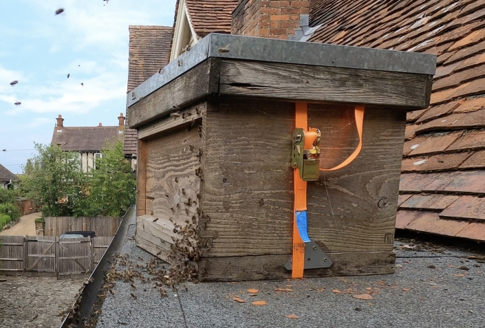 Bait hive swarm