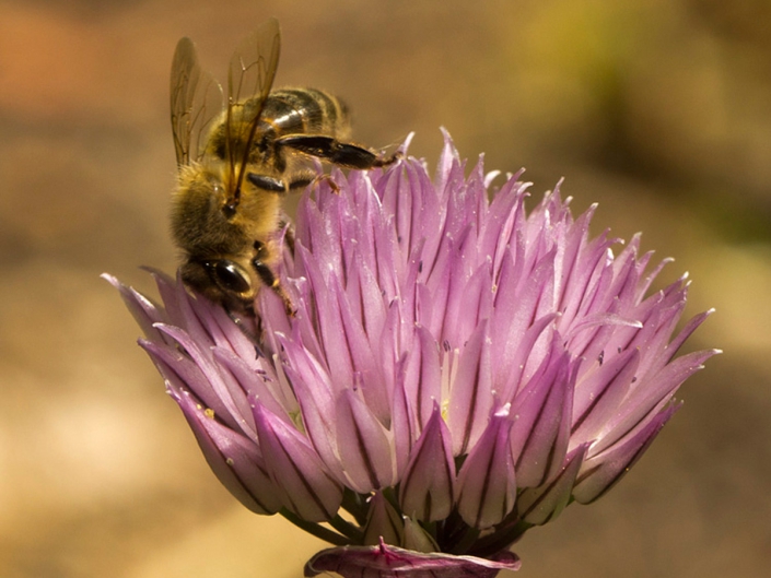 Honeybee on chives
