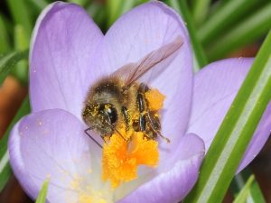Bee covered in crocus pollen