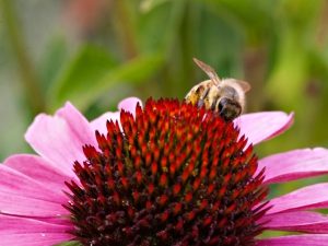 Bee on echinacea