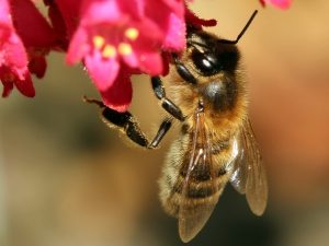 Honeybee on heuchara