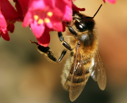 Honeybee on heuchara