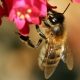 Honeybee on heuchara