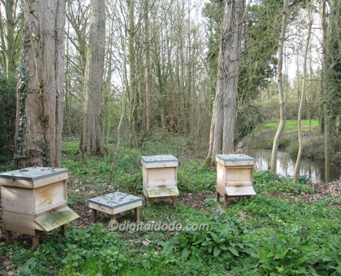 River Mole Apiary