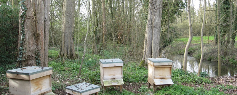 River Mole Apiary
