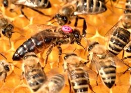 Marked queen honeybee
