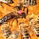 Marked queen honeybee