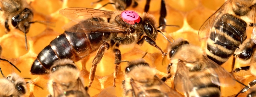 Marked queen honeybee