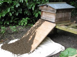 Hiving a honeybee swarm
