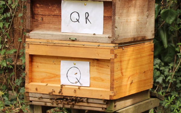 Wilson queen rearing