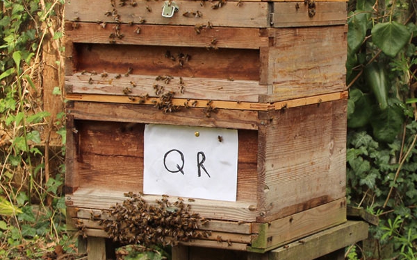 Wilson queen rearing