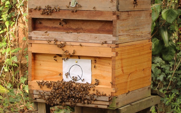 Wilson queen rearing