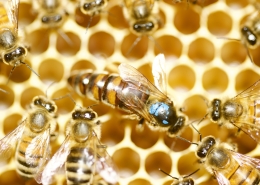 Queen honeybee - marked & clipped