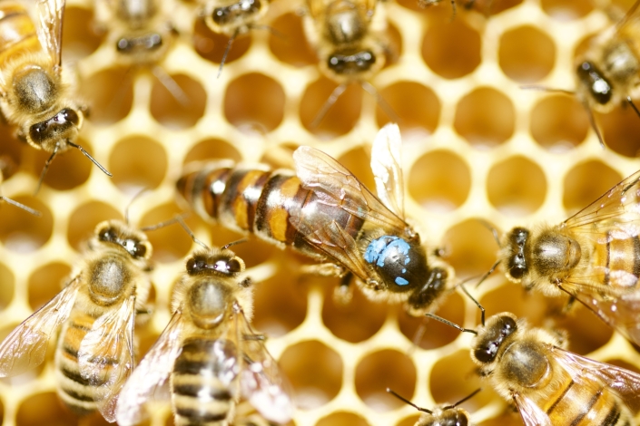 Queen honeybee - marked & clipped