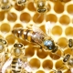 Queen honeybee - marked & clipped