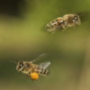 HComing and going