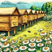 Honeybee hives drawing