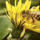 Honeybee on dandelion