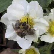 Honeybees on strawberry