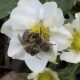 Honeybees on strawberry