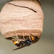 Asian hornet queen nest