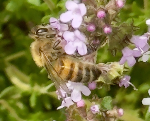 Honeybee on thyme