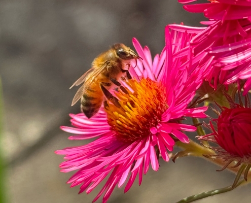 Aster